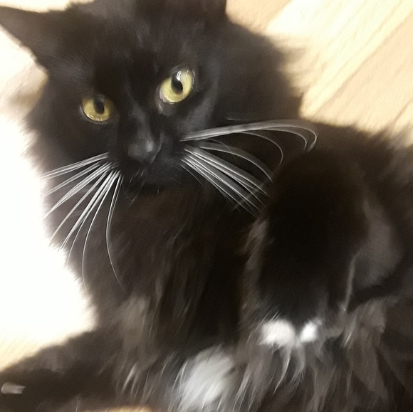 Meet your Posher, Kristina - Picture 5 of 8